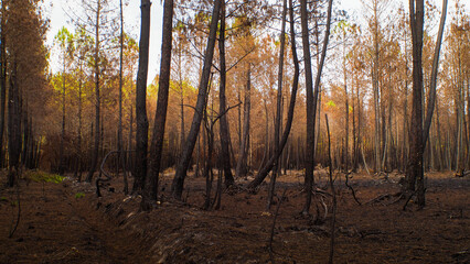 Forêt de pins incendiée, à proximité de Landiras, après les incendies de l'été 2022