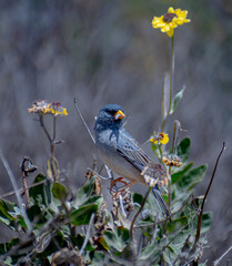 Ave platero  (Rhopospina alaudina )