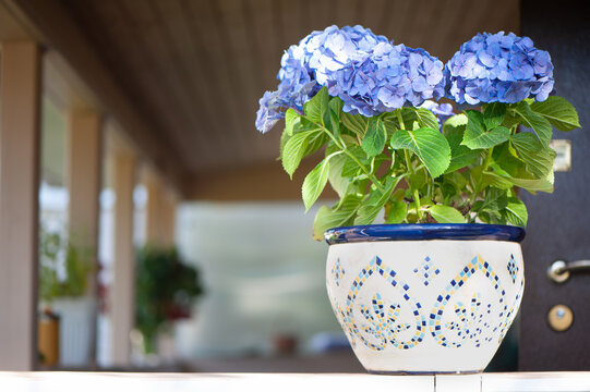 Blue hydrangea flower on the terrace, space for text