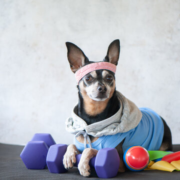 Dog Fitness , sport  and lifestyle concept.  Sporty and healthy lifestyle for pet.  Funny dog ​​in sportswear in training, portrait