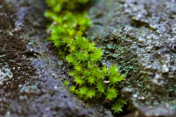 green fungus up the concrete rock niche