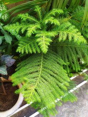 Araucaria cunninghamii is a species of Araucaria known as hoop pine. Other less commonly used names include colonial pine, Queensland, Dorrigo pine, Moreton Bay and Richmond River pine.