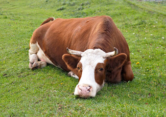 Dairy cow resting in a meadow