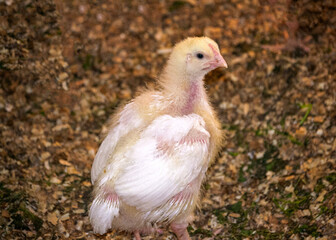 Broiler chick in a barn in a village in summer.