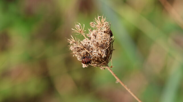 un gendarme se repose sur une fleur