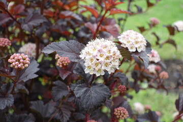 Creamy white flowers of purple leaved Physocarpus opulifolius in May