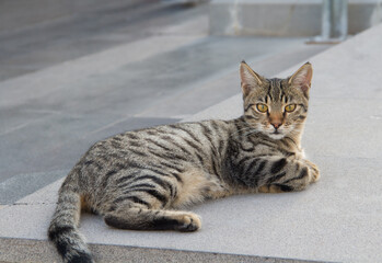 Naklejka na ściany i meble A street cat. A cat on a pedestrian street in summer.