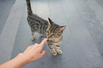 A cat on the street and a hand. A stray tabby cat on the street. A cat on the street and a hand