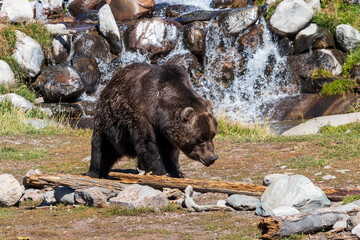 Grizzly bear  at grizzly and wolf discovery center at West Yellowstone. Montana USA.