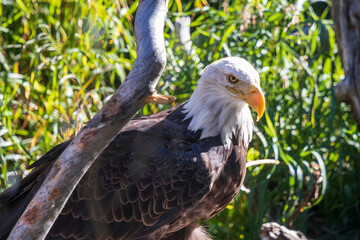 Bald eagle at grizzly and wolf discovery center at West Yellowstone. Montana USA