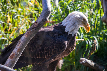 Bald eagle at grizzly and wolf discovery center at West Yellowstone. Montana USA