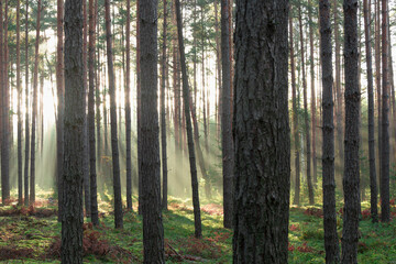 Wysoki sosnowy las w listopadowy poranek. Między drzewami unosi się mgła oświetlana promieniami słońca.  - 544311180