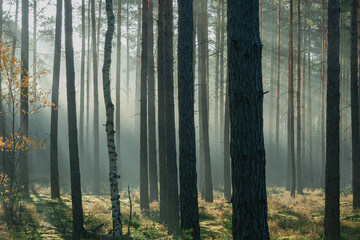 Wysoki sosnowy las w listopadowy poranek. Między drzewami unosi się mgła oświetlana promieniami słońca.  - 544311325