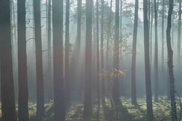 Wysoki sosnowy las w listopadowy poranek. Między drzewami unosi się mgła oświetlana promieniami słońca. 