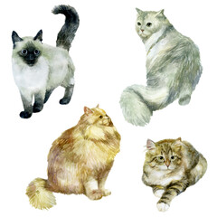 Watercolor illustration, set. Images of cats. Grey, beige, white and striped fluffy cats.
