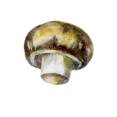 Watercolor illustration, image of a mushroom.  - 544311771