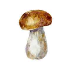 Watercolor illustration, image of a mushroom.  - 544311775