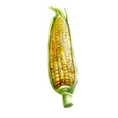 Watercolor illustration. Corn. Ear of corn.