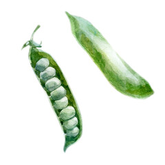 Watercolor illustration. Pea pods, beans.