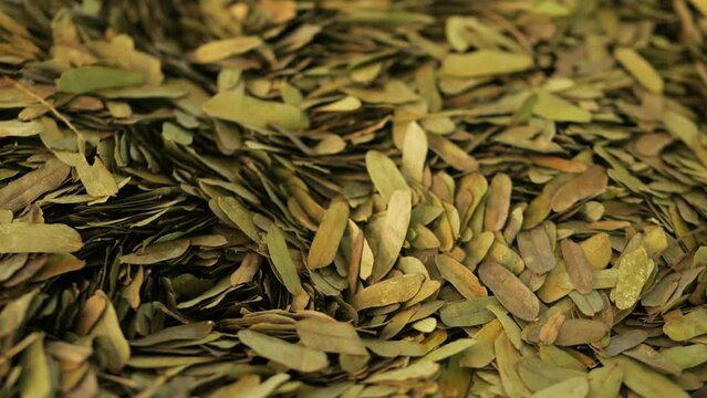Dried organic tamarind tree leaves high quality 4K medical or cooking concept footage. Thailand.