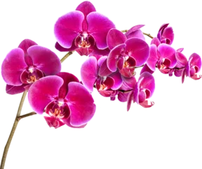 Foto op Aluminium pink orchid isolated © tiero