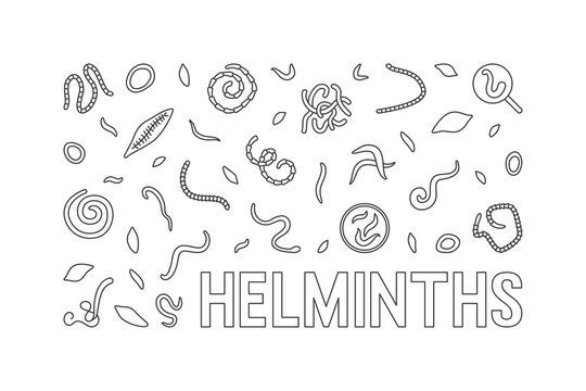 Helminths vector concept minimal horizontal illustration or banner