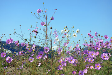 コスモスの花　花模様