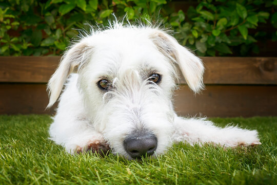 Six month old White Jackapoo puppy - a cross between a Jack Russell and a Poodle