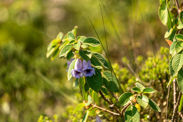 acnistus australis blue angel shaped flower in green forest