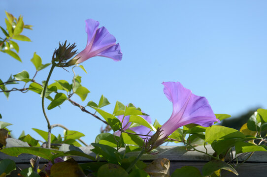 紫のアサガオ の画像 8 615 件の Stock 写真 ベクターおよびビデオ Adobe Stock