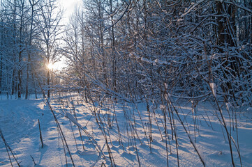 The sun shines through the snowy branches of the trees