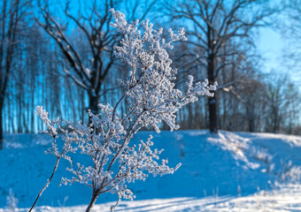 A branch of a bush covered with hoarfrost.