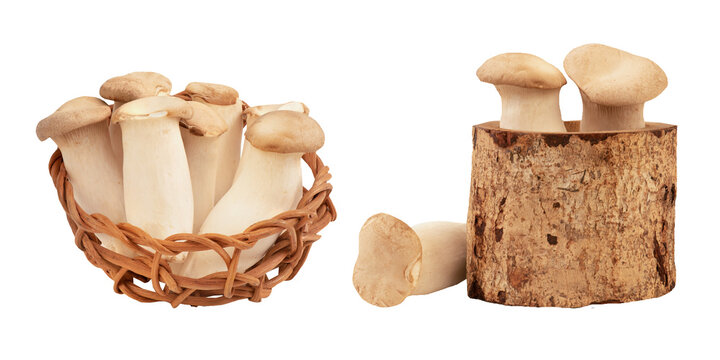 Oringi mushroom on transparent background.