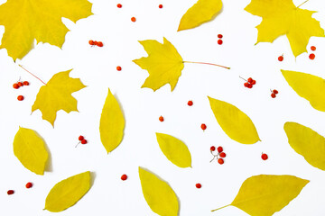 Żółte liście i jarzębina na białym tle. Jesienne tło - obrazy, fototapety, plakaty
