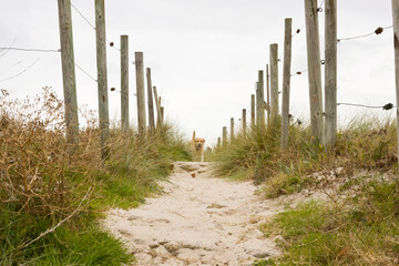 dog on the way to the beach along a path