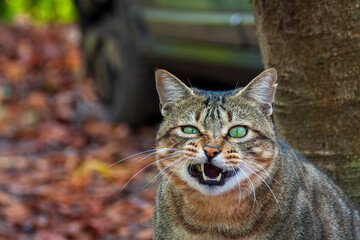 Uriage les Bains France 11 2022 brown tabby cat yawning, grimacing in the middle of autumn leaves