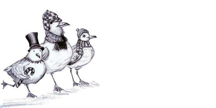 Banner con gruppo di buffi gabbiani e spazio per testo, disegno a grafite isolato su sfondo bianco