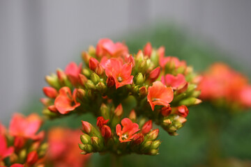 Red Succulent flowers 