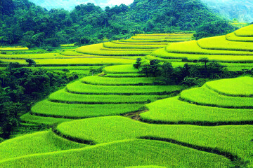 rice terraces in island, tea plantation