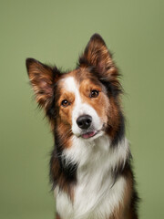 funny dog on a green background. Happy border collie in studio 