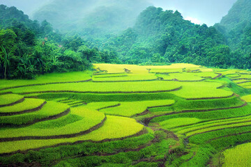 rice terraces in island, tea plantation
