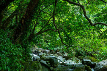 valley, flowing, clean, cool, small stream
