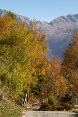 Foliage view on Alps - 544318340