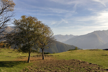 Foliage view on Alps - 544318376