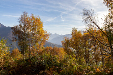Foliage view on Alps - 544318381