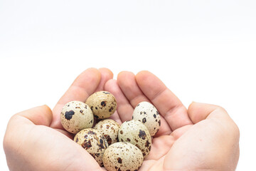 hands holding quail eggs on white background