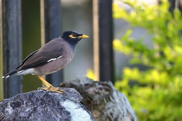 Black bird standing on a rock.