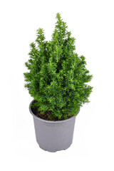 Potted 'Chamaecyparis Thyoides' White Cedar plant on white background