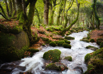 bosahan woodland stream near Constantine cornwall england uk 