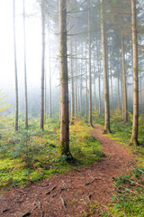 Herbstwald im Nebel